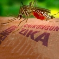 Awas Serangan Virus Zika, Kenali Gejalanya